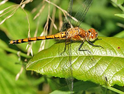 Black Meadowhawk - Sympetrum danae (female)