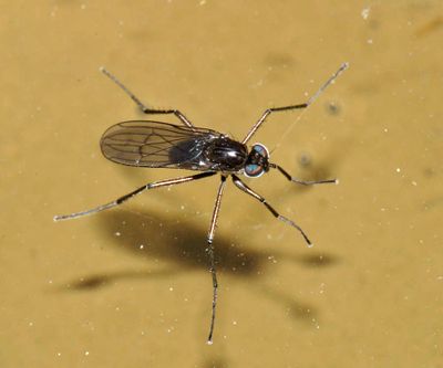 Hydrophorus alboflorens (male)