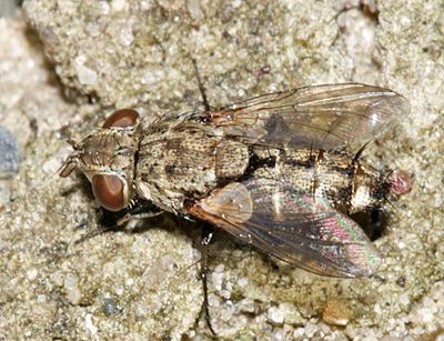 Phrosinella sp.
