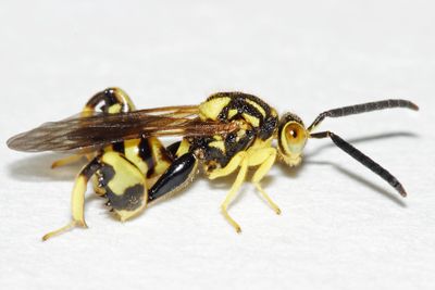 Conura amoena
