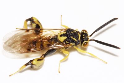Conura amoena