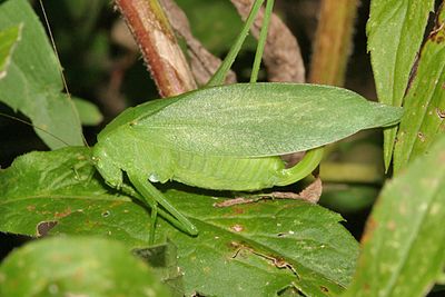 Amblycorypha oblongifolia (female)