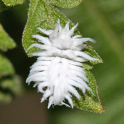 Mealybug Destroyer - Cryptolaemus montrouzieri