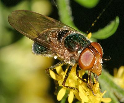tribe Volucellini - Copestylum vesicularium