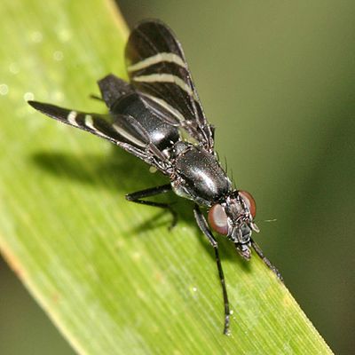Tritoxa flexa  (Black Onion Fly)