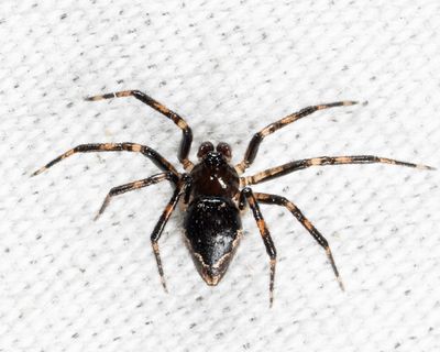 Eastern Triangular Cobweaver - Euryopis funebris