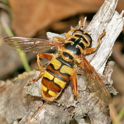 Yellowjacket Hover Fly - Milesia virginiensis