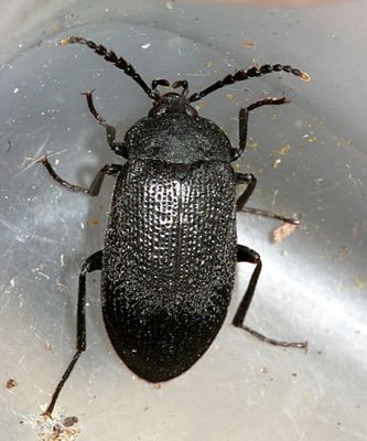Penthe pimelia