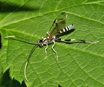 Ichneumon Wasps - Ichneumonidae