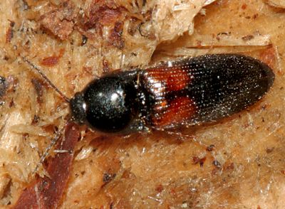Ampedus pullus