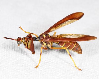  Wasp Mantidfly - Climaciella brunnea