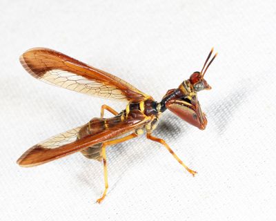  Wasp Mantidfly - Climaciella brunnea