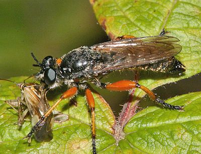  Laphria sadales