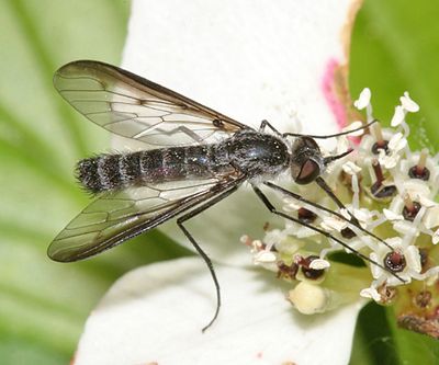 Thevenetimyia funesta