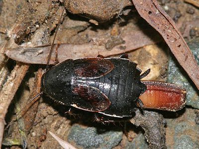  Uhler's Wood Cockroach - Parcoblatta uhleriana (depositing Ootheca)