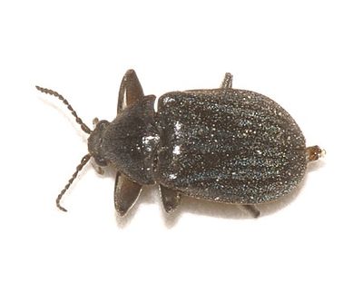 Psephenus herricki