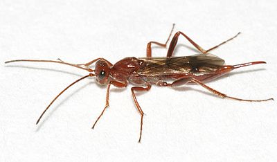 Proctotrupes pallidus