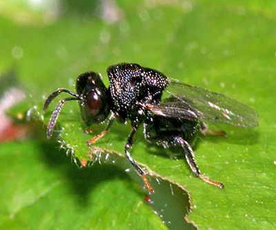 Perilampidae