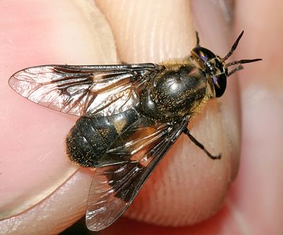 Chrysops excitans