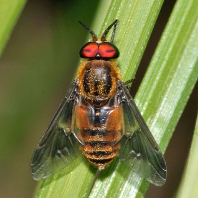 Chrysops frigidus