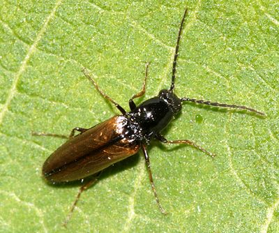Oestodes tenuicollis