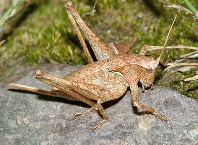 American Shieldback - Atlanticus americanus