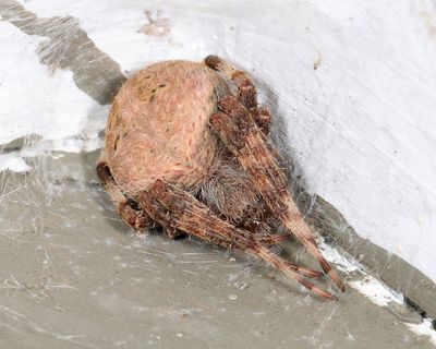 Neoscona crucifera