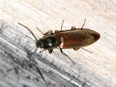 Acteniceromorphus sagitticollis