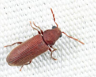 Eastern Deathwatch Beetle - Hemicoelus carinatus