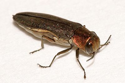 Agrilus sayi