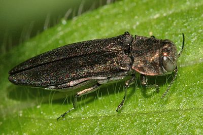  Bronze Birch Borer - Agrilus anxius