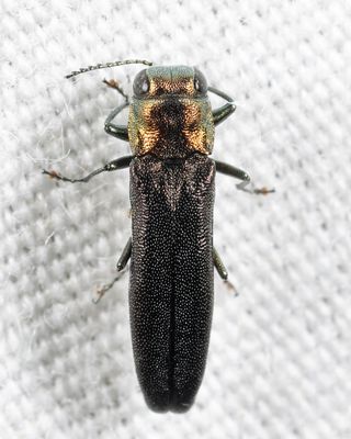 Agrilus arcuatus