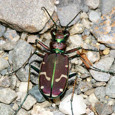 Cicindela limbalis