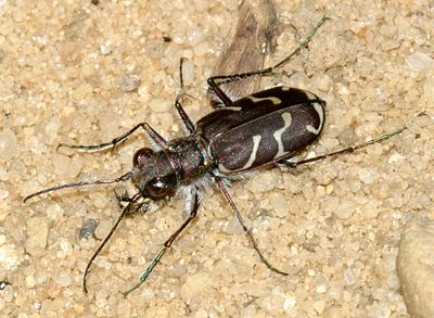 Cicindela tranquebarica