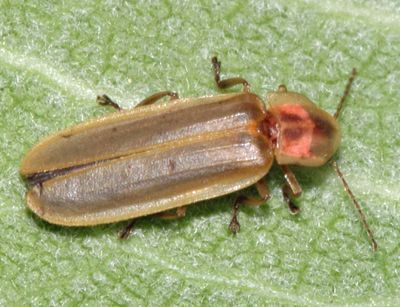 Pyractomena linearis