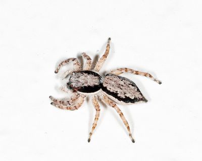 Jumping Spiders - Genus Menemerus