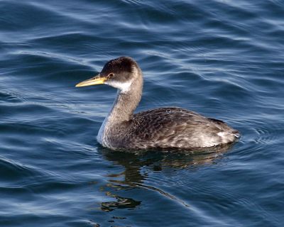 Red-necked Grebe - Podiceps grisegena