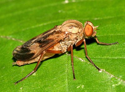 Xylophagidae