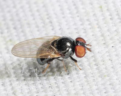 Lonchaea ignicornis