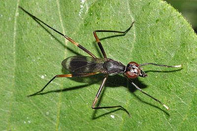 Taeniaptera trivittata