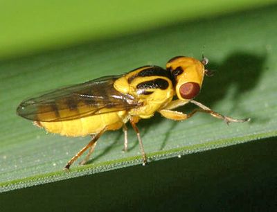 Frit Flies - Chloropidae