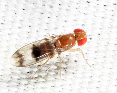Chymomyza amoena