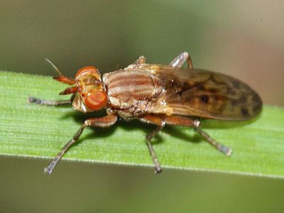 Elgiva solicita