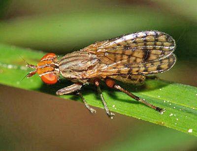 Pherbecta limenitis