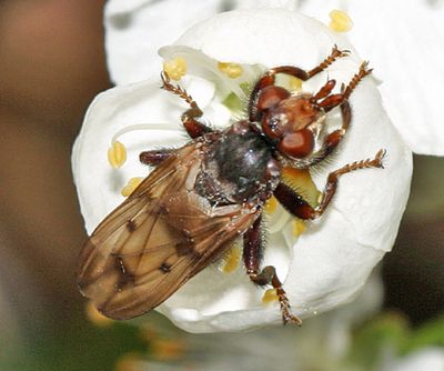 Myopa vicaria