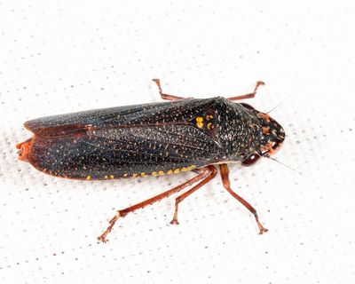  Paraulacizes irrorata