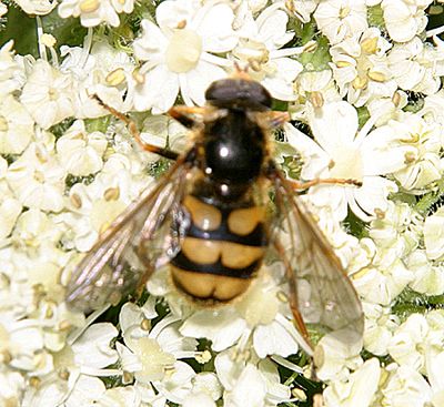 Blera scitula