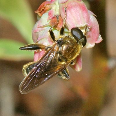 Chalcosyrphus inarmatus (male)