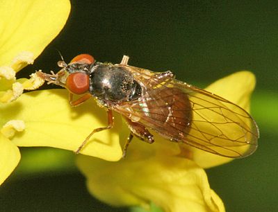 Sphegina brachygaster (female)