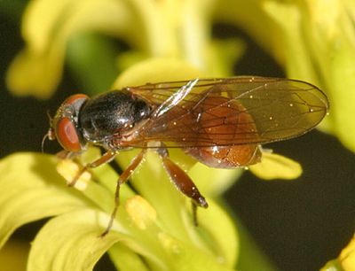 Sphegina brachygaster (female)